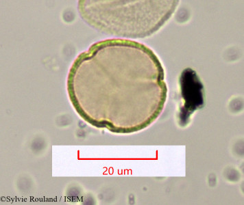 Sylvie.Rouland/Rumex_bucephalophorus_1167/Rumex_bucephalophorus_1167_0001(copy)_thumb.jpg