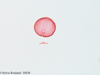 Sylvie.Rouland/Rumex_crispus_4492/Rumex_crispus_4492_0001(copy)_thumb.jpg