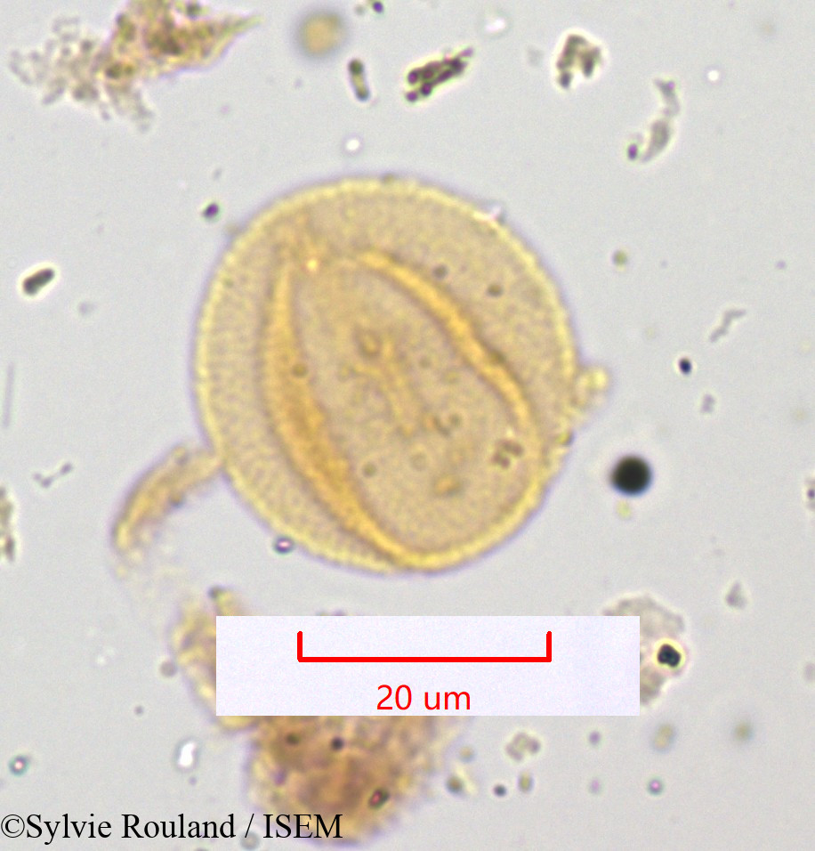 Sylvie.Rouland/Rumex_papilio_1218/Rumex_papilio_1218_0002(copy).jpg