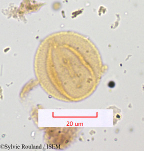 Rumex papilio - lame n° 1218