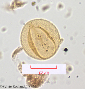 Rumex papilio - lame n° 1218