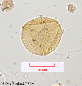 Rumex papilio - lame n° 1218