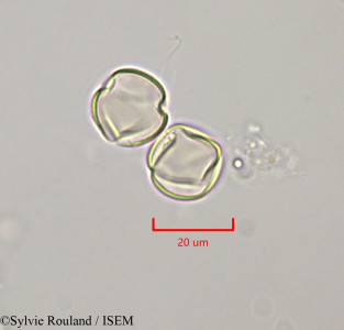 Sylvie.Rouland/Russelia_equisetiformis_47244/Russelia_equisetiformis_47244_0001(copy)_thumb.jpg