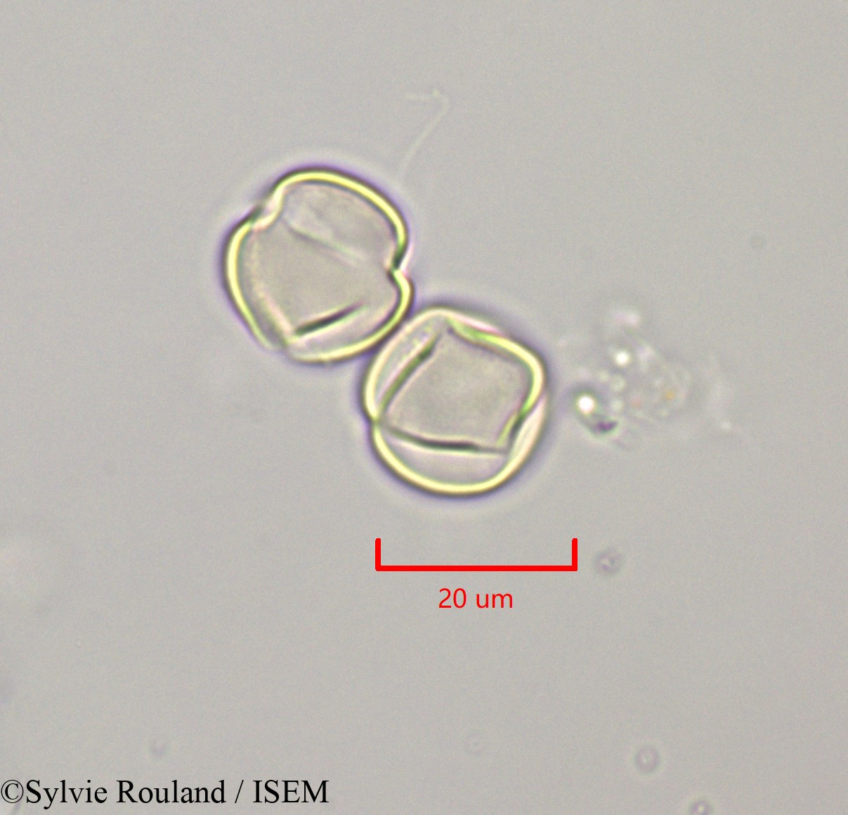 Sylvie.Rouland/Russelia_equisetiformis_47244/Russelia_equisetiformis_47244_0002(copy).jpg