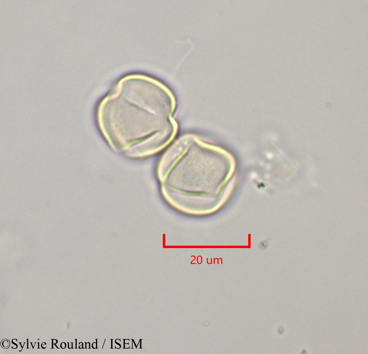 Sylvie.Rouland/Russelia_equisetiformis_47244/Russelia_equisetiformis_47244_0003(copy).jpg