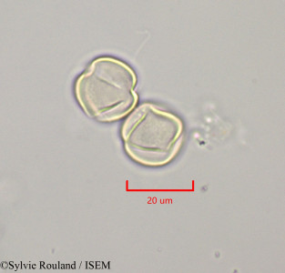 Russelia equisetiformis - lame n° 47244