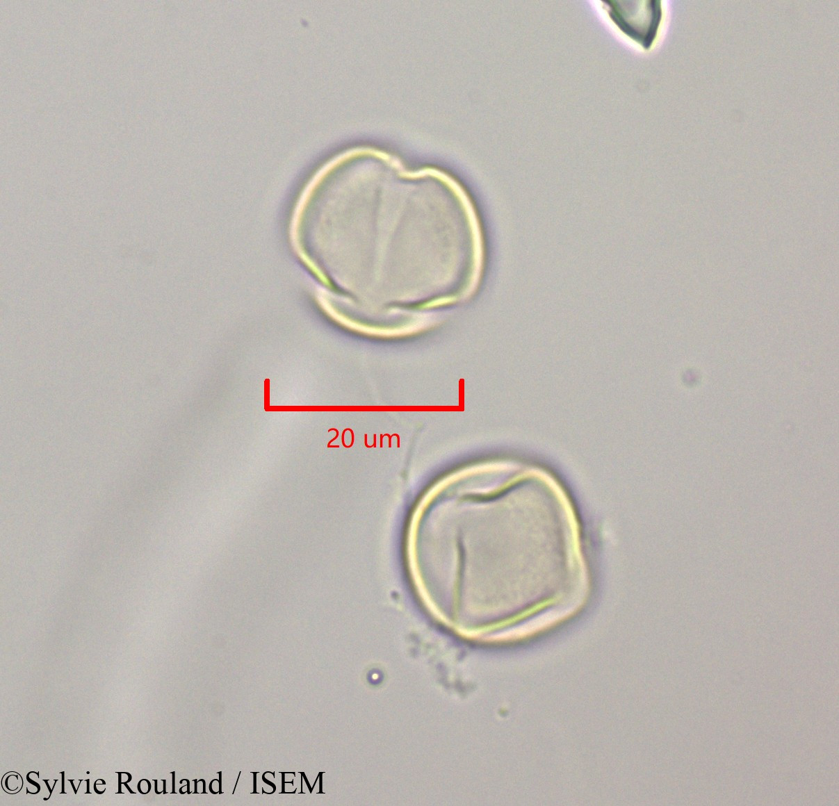 Sylvie.Rouland/Russelia_equisetiformis_47244/Russelia_equisetiformis_47244_0004(copy).jpg