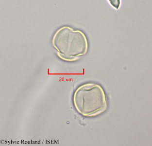 Russelia equisetiformis - lame n° 47244