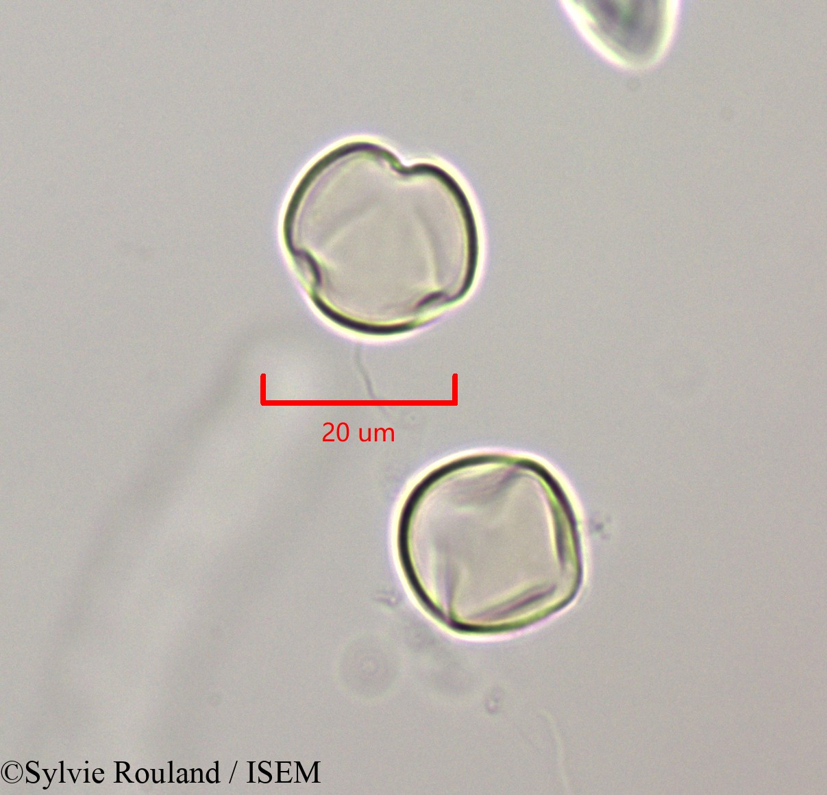 Sylvie.Rouland/Russelia_equisetiformis_47244/Russelia_equisetiformis_47244_0005(copy).jpg
