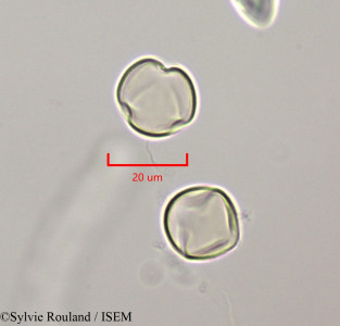 Russelia equisetiformis - lame n° 47244