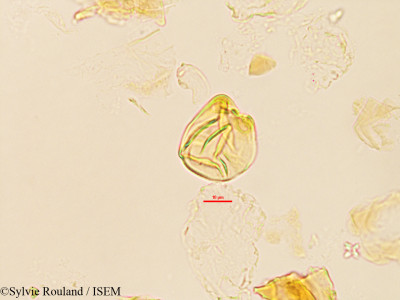 Saba comorensis - lame n° 3226