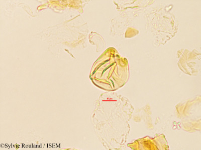 Saba comorensis - lame n° 3226