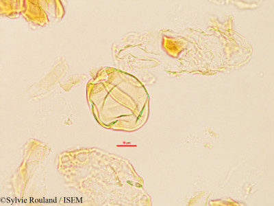 Saba comorensis - lame n° 3226