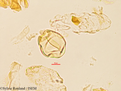 Saba comorensis - lame n° 3226