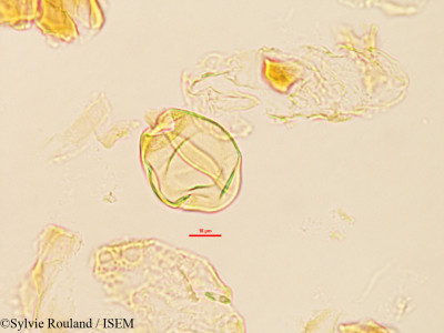 Saba comorensis - lame n° 3226
