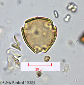 Sylvie.Rouland/Sabicea_globifera_1616/Sabicea_globifera_1616_0001(copy)_thumb.jpg