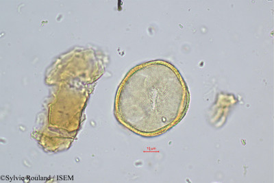 Sylvie.Rouland/Sabouraea_sartomentosa_449/Sabouraea_sartomentosa_449_0001(copy)_thumb.jpg