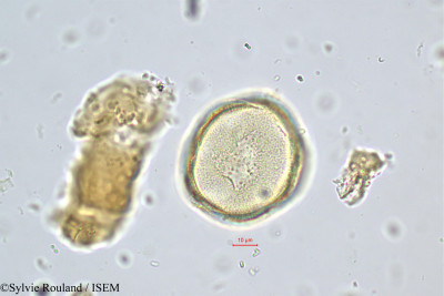Sabouraea sartomentosa - lame n° 449