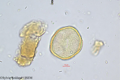 Sabouraea sartomentosa - lame n° 449