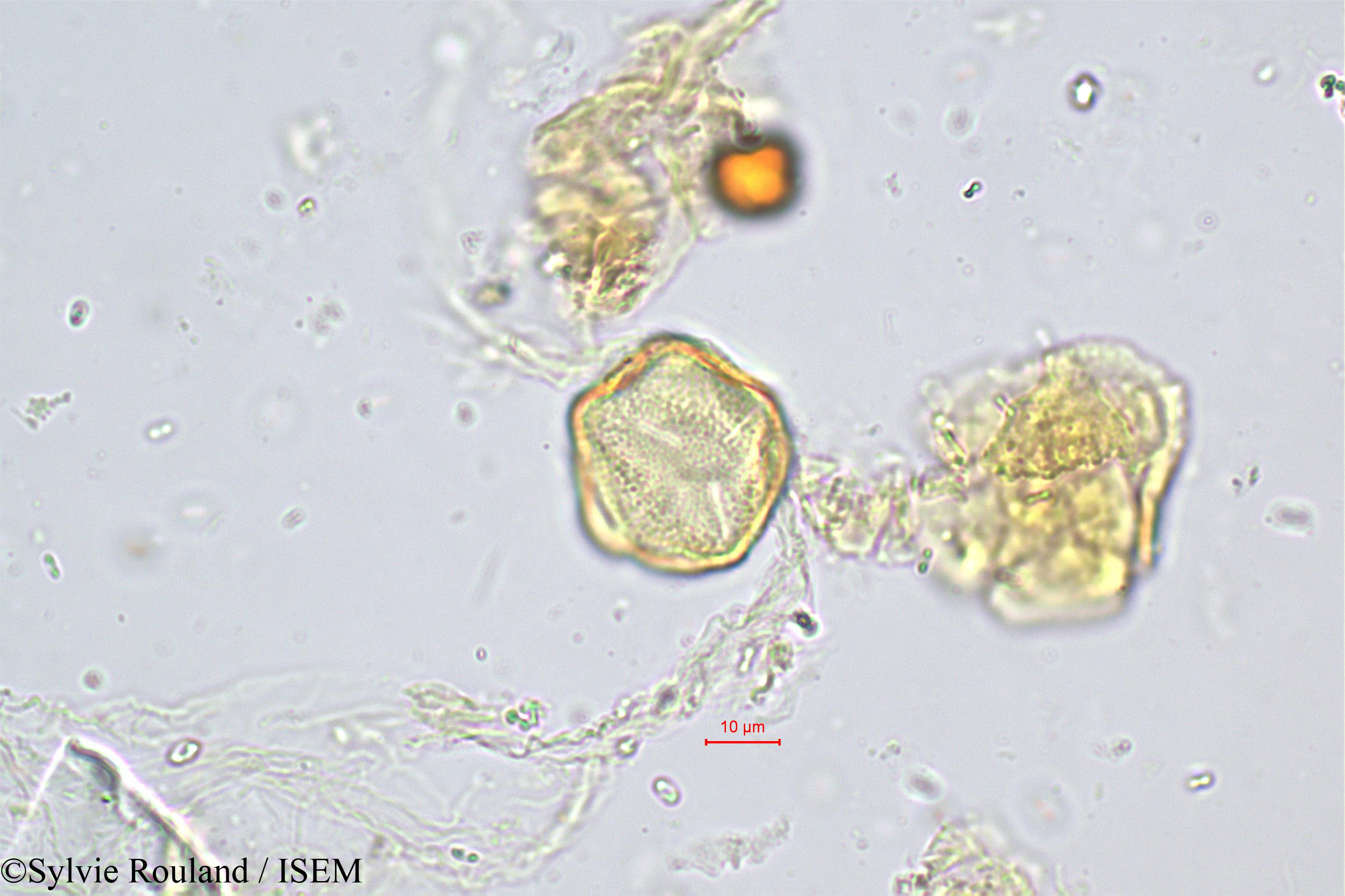 Sylvie.Rouland/Sabouraea_sartomentosa_449/Sabouraea_sartomentosa_449_0004(copy).jpg