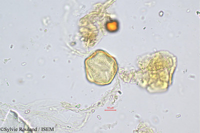 Sabouraea sartomentosa - lame n° 449
