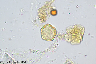 Sabouraea sartomentosa - lame n° 449