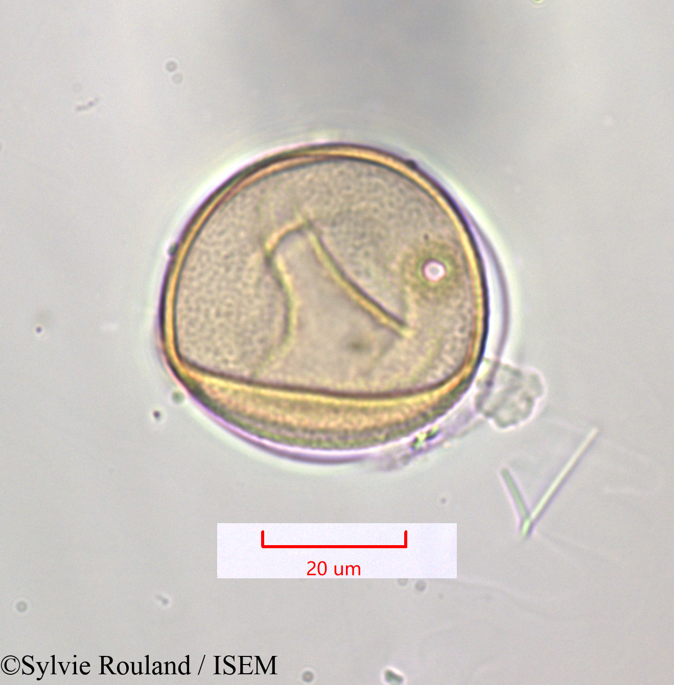 Sylvie.Rouland/Saccharum_officinarum_1315/Saccharum_officinarum_1315_0002(copy).jpg