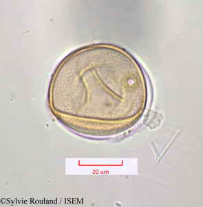 Saccharum officinarum - lame n° 1315