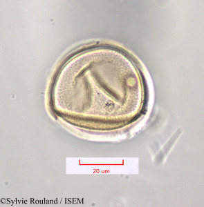 Saccharum officinarum - lame n° 1315