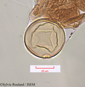 Saccharum officinarum - lame n° 1315