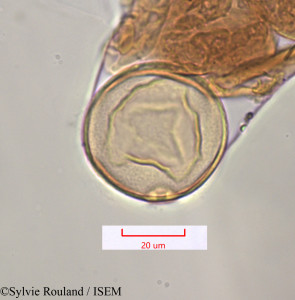 Saccharum officinarum - lame n° 1315