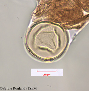 Saccharum officinarum - lame n° 1315