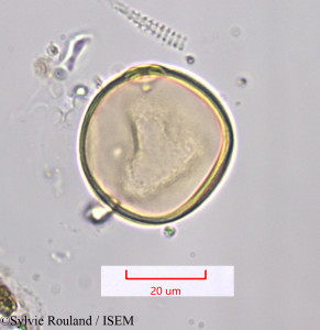 Sylvie.Rouland/Saccharum_spontaneum_1317/Saccharum_spontaneum_1317_0001(copy)_thumb.jpg