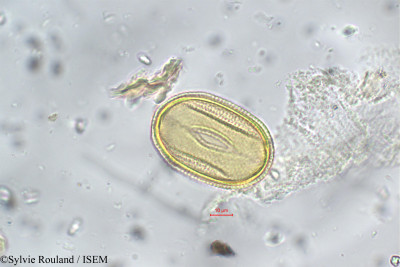 Sylvie.Rouland/Saccopetalum_tomentosum_5607/Saccopetalum_tomentosum_5607_0001(copy)_thumb.jpg