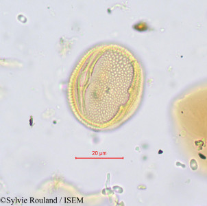 Sylvie.Rouland/Salacia_columna_603/Salacia_columna_603_0001(copy)_thumb.jpg