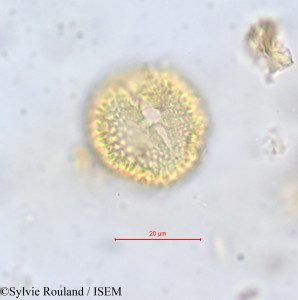 Sylvie.Rouland/Salacia_elegans_605/Salacia_elegans_605_0001(copy)_thumb.jpg