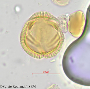 Sylvie.Rouland/Salacia_pallescens_613/Salacia_pallescens_613_0001(copy)_thumb.jpg