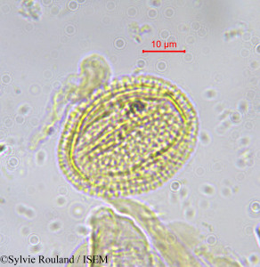 Sylvie.Rouland/Salacia_pyriformis_597/Salacia_pyriformis_597_0001(copy)_thumb.jpg