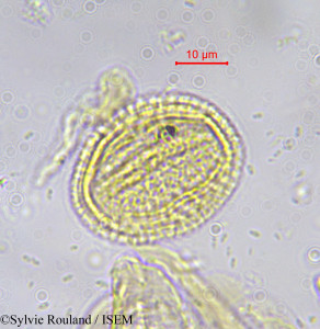 Salacia pyriformis - lame n° 597