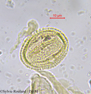 Salacia pyriformis - lame n° 597
