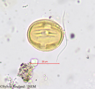 Sylvie.Rouland/Salacia_staudtiana_610/Salacia_staudtiana_610_0001(copy)_thumb.jpg