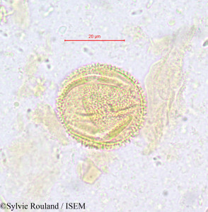Sylvie.Rouland/Salacighia_letestuana_611/Salacighia_letestuana_611_0001(copy)_thumb.jpg