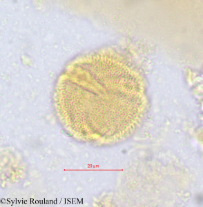 Salacighia letestuana - lame n° 611