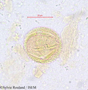 Salacighia letestuana - lame n° 611