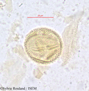 Salacighia letestuana - lame n° 611