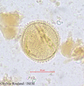 Salacighia letestuana - lame n° 611