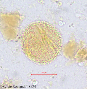 Salacighia letestuana - lame n° 611