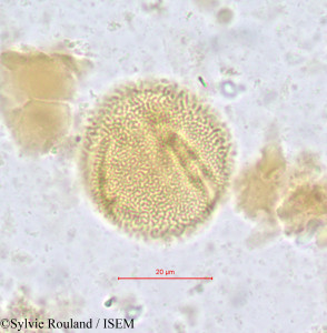 Salacighia letestuana - lame n° 611