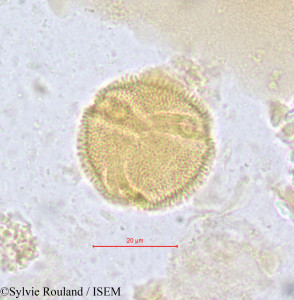Salacighia letestuana - lame n° 611