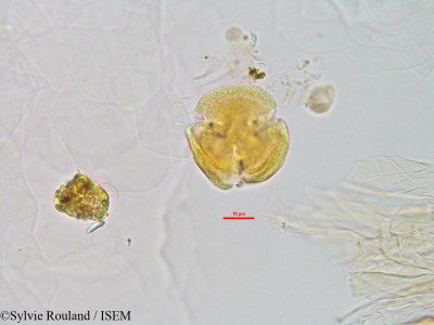 Sylvie.Rouland/Saldinia_humblotii_2872/Saldinia_humblotii_2872_0001(copy)_thumb.jpg